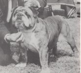 Kip, Laura Jepsen's pet bulldog, 1958
