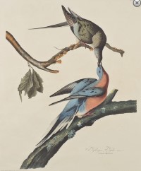 Audubon Print, Passenger Pigeon
