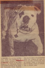 Judy, Laura's pet bulldog