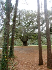 Lichgate Oak
