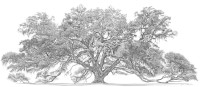 Stephen Malkoff's Print of the Lichgate Oak Tree