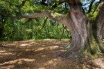 Picture of Lichgate Oak trunk
